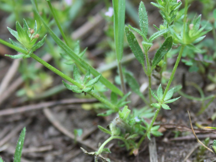 Sherardia arvensis